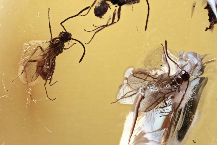 Detailed Fossil Winged Ants (Formicidae) In Baltic Amber #352695